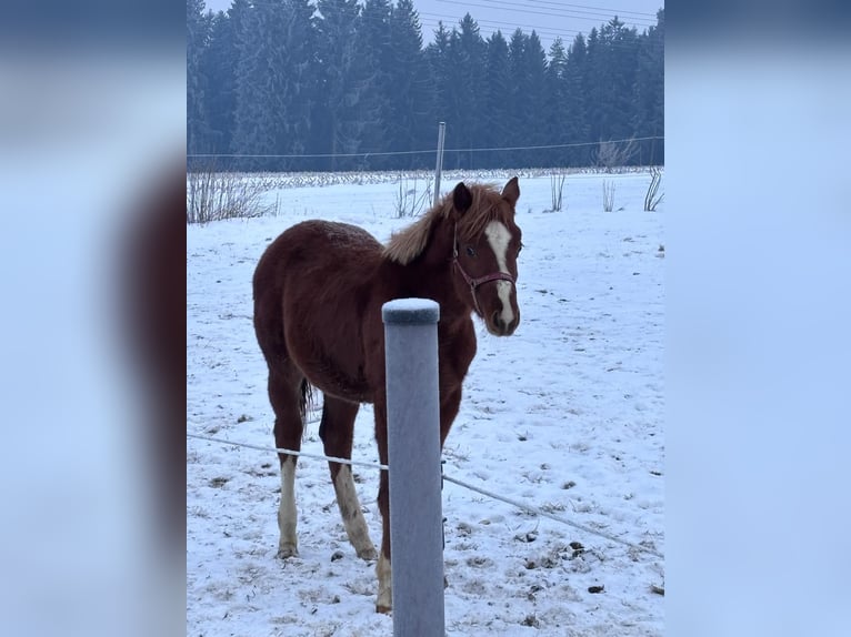 American Quarter Horse Hengst 1 Jaar 160 cm Vos in Kirchendemenreuth