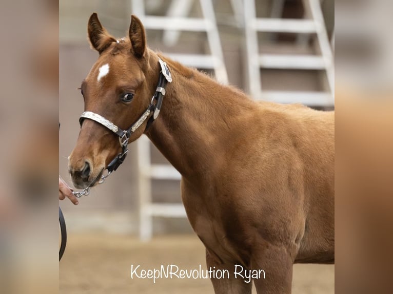 American Quarter Horse Hengst 1 Jaar 160 cm Vos in Midwolde