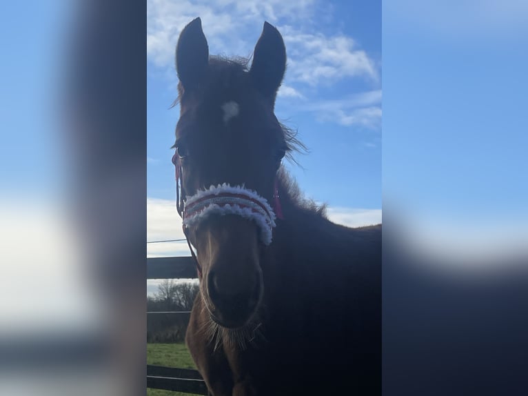 American Quarter Horse Hengst 1 Jaar 160 cm Vos in Midwolde