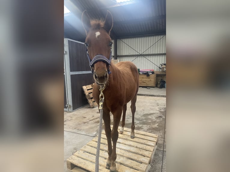 American Quarter Horse Hengst 1 Jaar 160 cm Vos in Midwolde