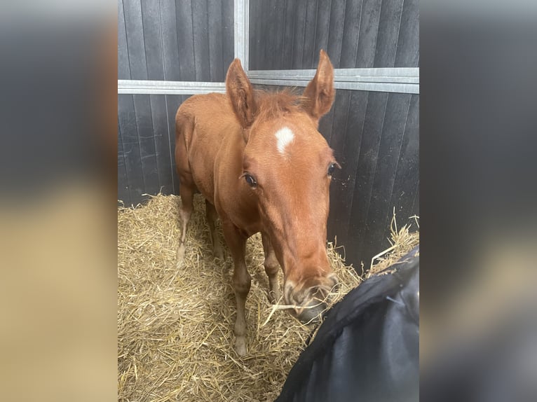 American Quarter Horse Hengst 1 Jaar 160 cm Vos in Midwolde