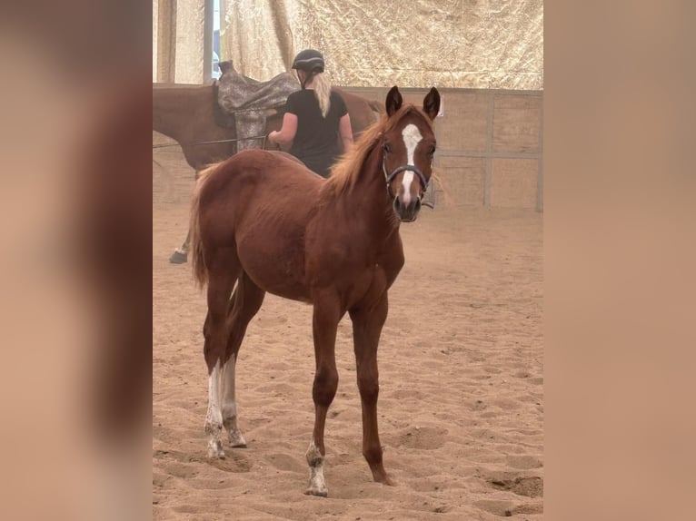 American Quarter Horse Hengst 1 Jaar 160 cm Vos in Altenstadt an der Waldnaab