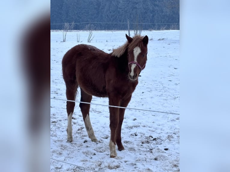 American Quarter Horse Hengst 1 Jaar 160 cm Vos in Kirchendemenreuth