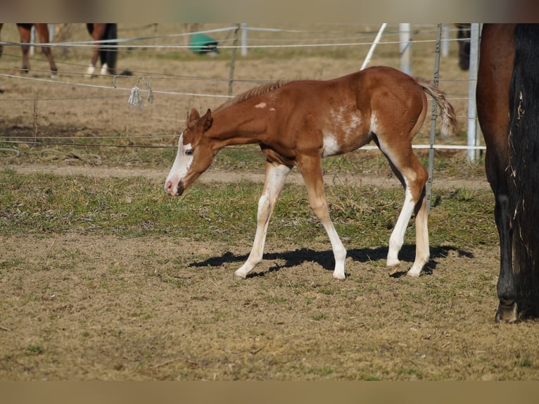 American Quarter Horse Hengst 1 Jaar 160 cm Vos in Langenau
