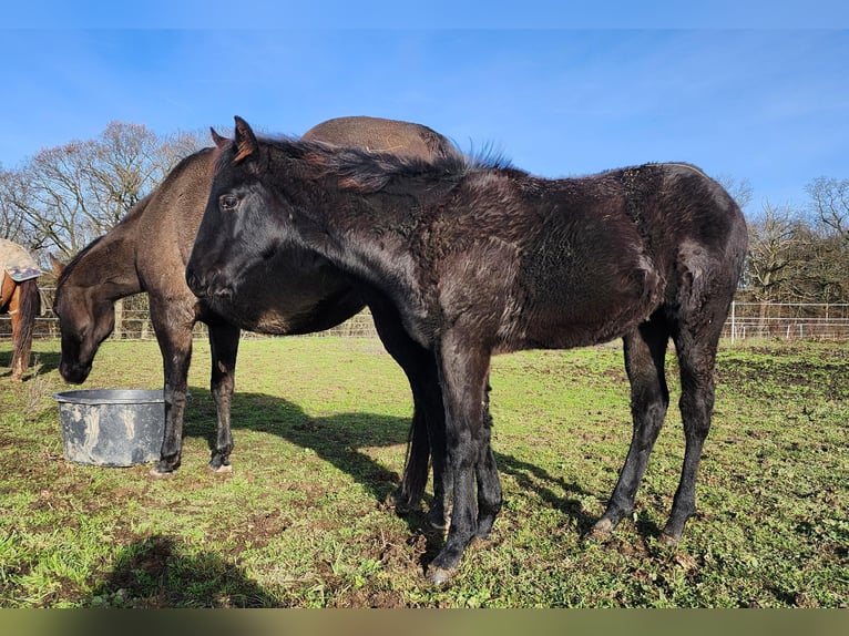 American Quarter Horse Hengst 1 Jaar 162 cm Zwart in Echternacherbrück