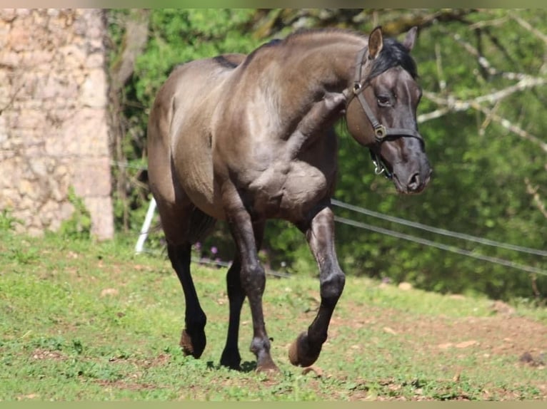 American Quarter Horse Hengst 1 Jaar Brown Falb schimmel in Petit-Réderching