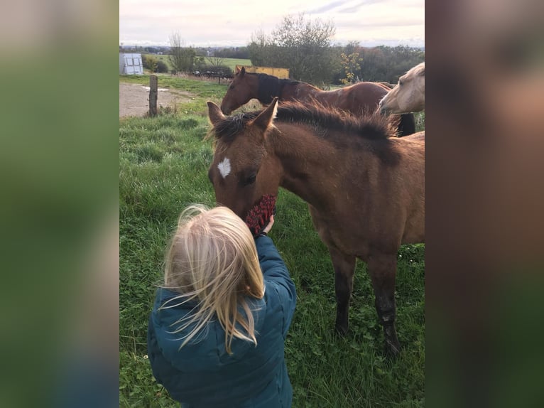 American Quarter Horse Hengst 1 Jaar Brown Falb schimmel in Petit-Réderching