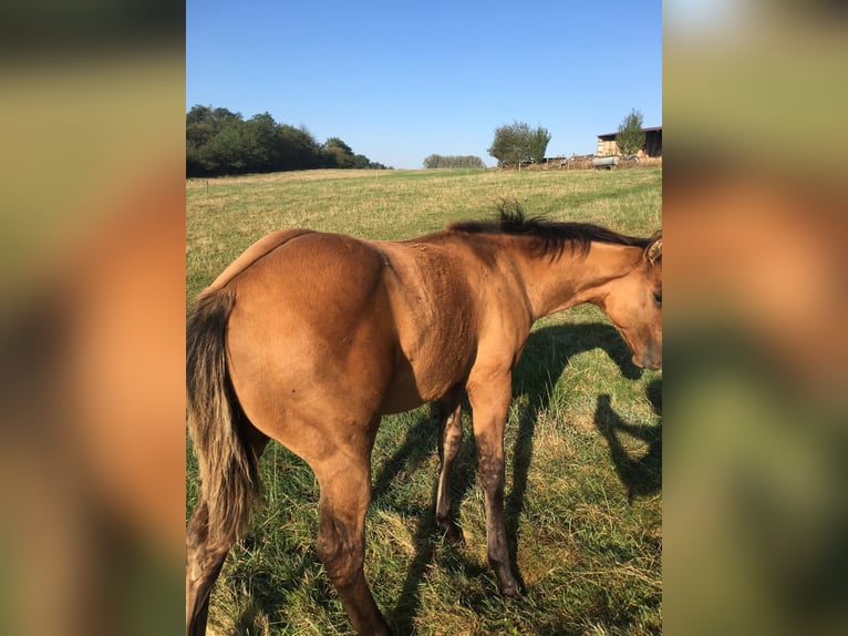 American Quarter Horse Hengst 1 Jaar Brown Falb schimmel in Petit-Réderching