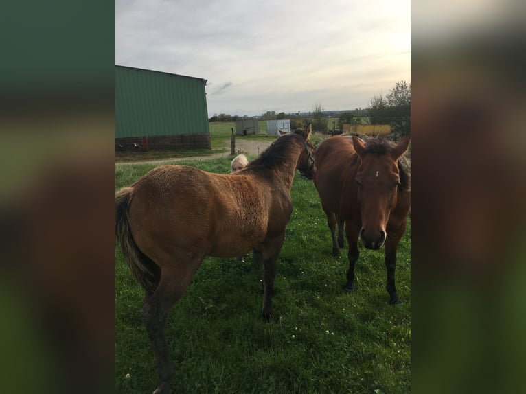 American Quarter Horse Hengst 1 Jaar Brown Falb schimmel in Petit-Réderching