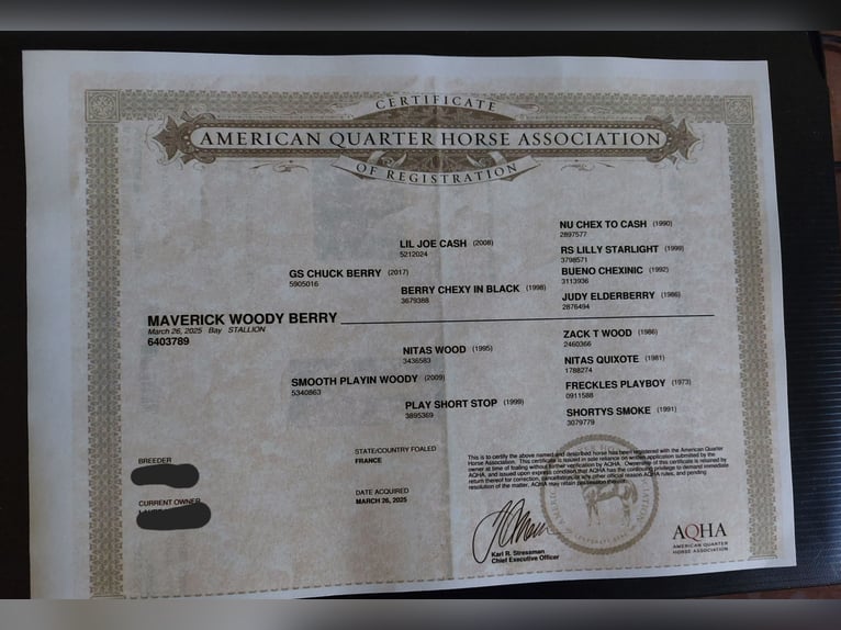 American Quarter Horse Hengst 1 Jaar Bruin in Saint Germain Laval