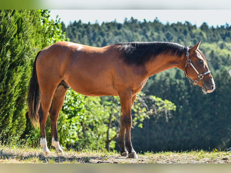 American Quarter Horse Hengst 1 Jaar Bruin in Alfdorf