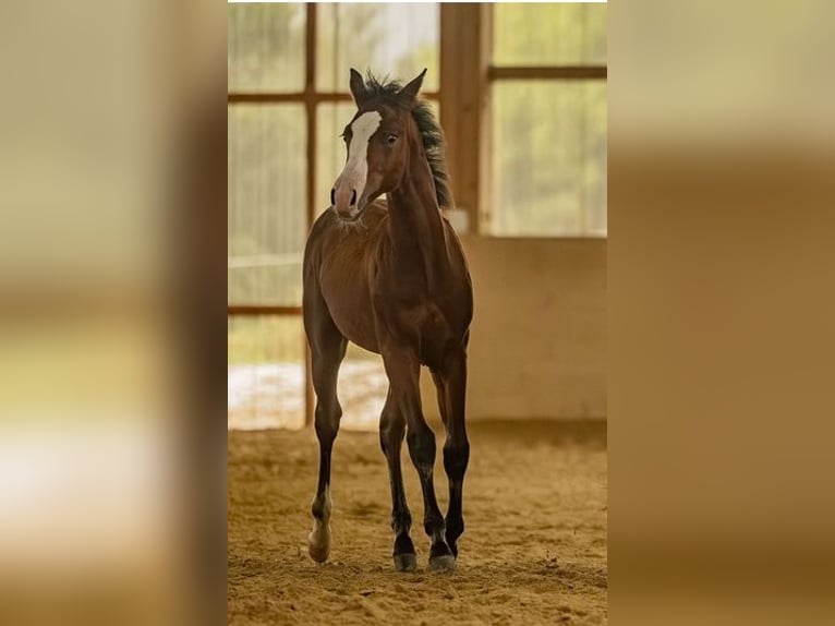 American Quarter Horse Hengst 1 Jaar Bruin in Laubach