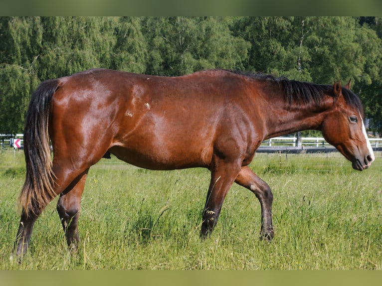 American Quarter Horse Hengst 1 Jaar Bruin in Laubach
