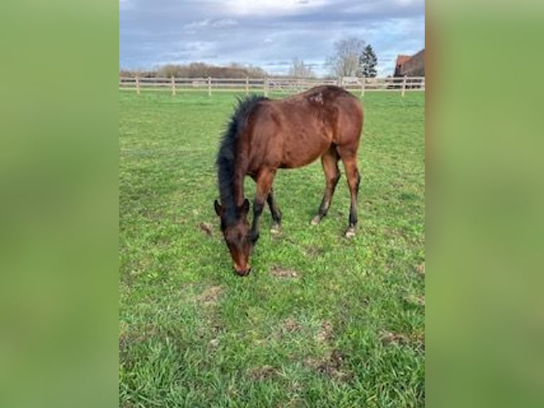 American Quarter Horse Hengst 1 Jaar Bruin in Tienen