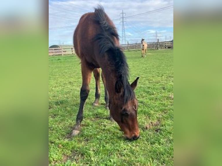 American Quarter Horse Hengst 1 Jaar Bruin in Tienen