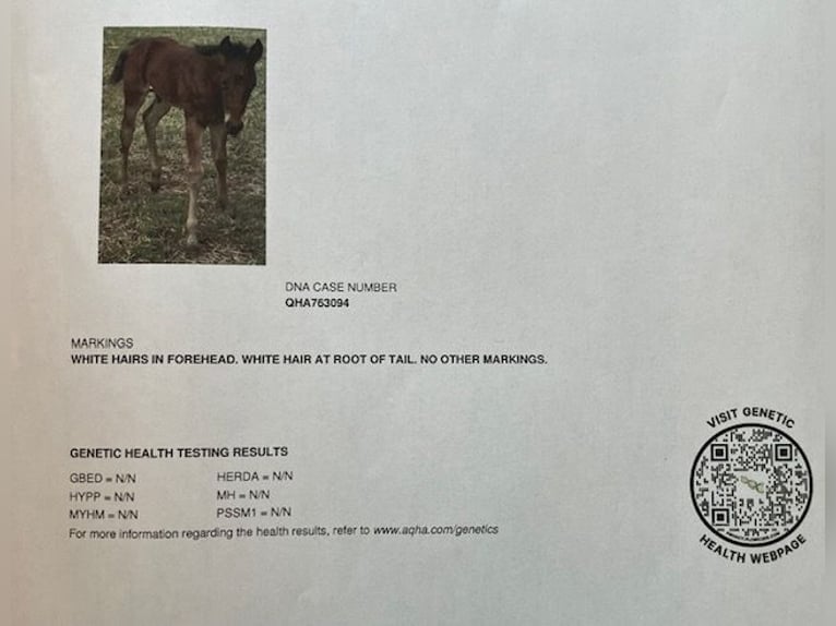 American Quarter Horse Hengst 1 Jaar Bruin in Tienen