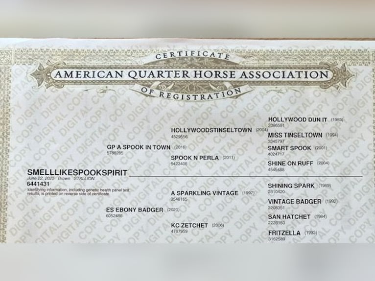 American Quarter Horse Hengst 1 Jaar Bruin in Tienen