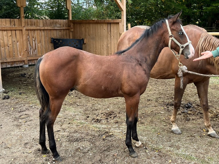 American Quarter Horse Hengst 1 Jaar Bruin in Eurasburg