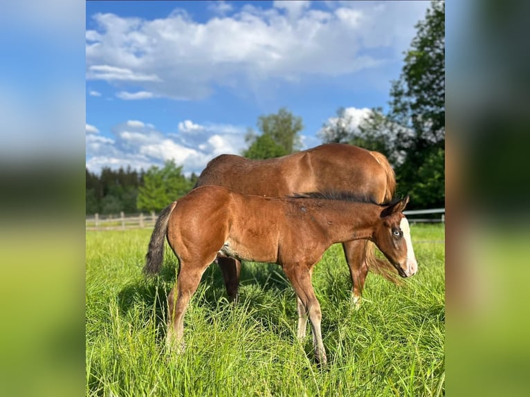 American Quarter Horse Hengst 1 Jaar Bruin in Eurasburg