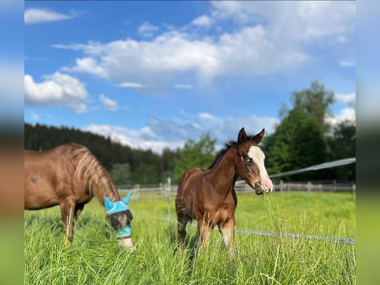 American Quarter Horse Hengst 1 Jaar Bruin in Eurasburg