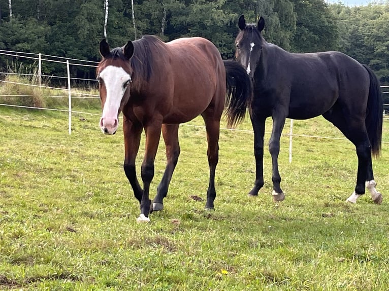 American Quarter Horse Hengst 1 Jaar Bruin in Kemnath