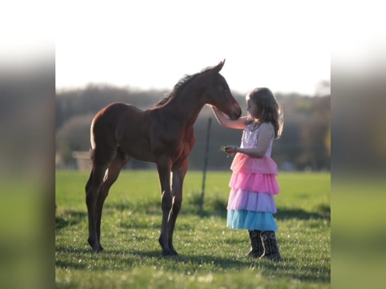 American Quarter Horse Hengst 1 Jaar Bruin in Marklohe