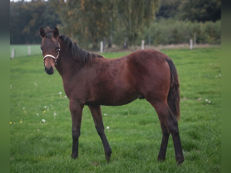 American Quarter Horse Hengst 1 Jaar Bruin in Marklohe