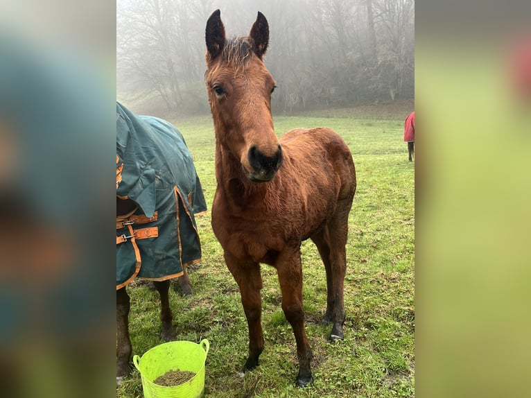 American Quarter Horse Hengst 1 Jaar Bruin in Chamboulive