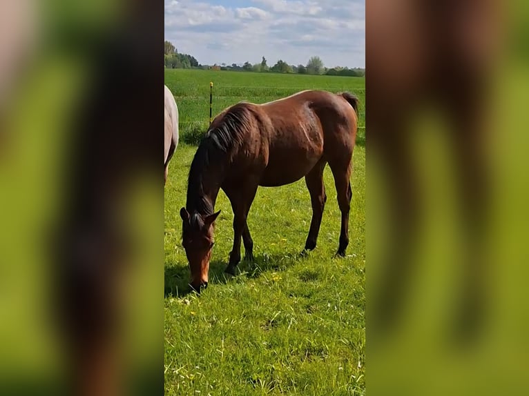 American Quarter Horse Hengst 1 Jaar Bruin in Sörup