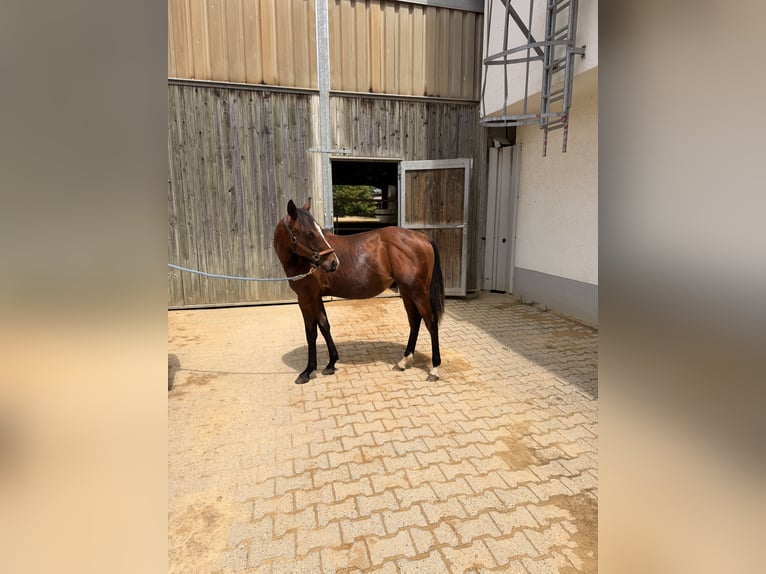 American Quarter Horse Hengst 1 Jaar Bruin in Villingen-Schwenningen
