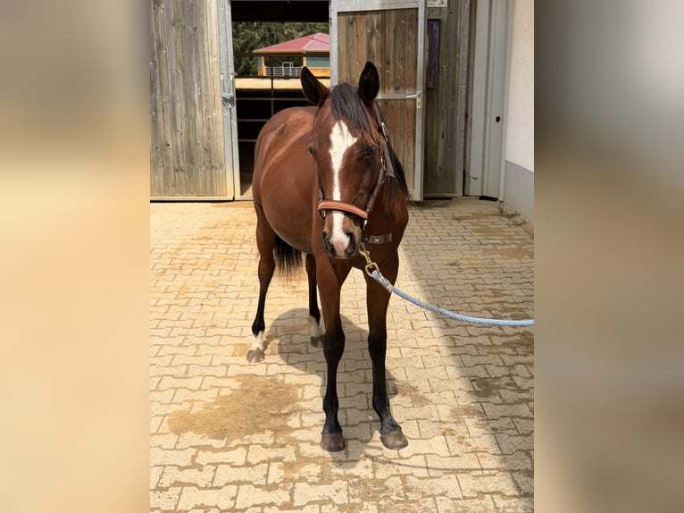American Quarter Horse Hengst 1 Jaar Bruin in Villingen-Schwenningen