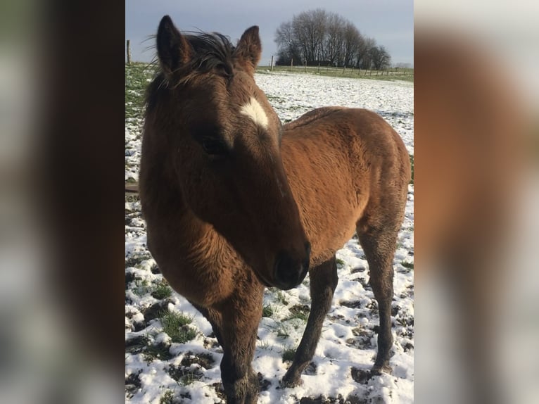 American Quarter Horse Hengst 1 Jaar Bruin in Petit-Réderching