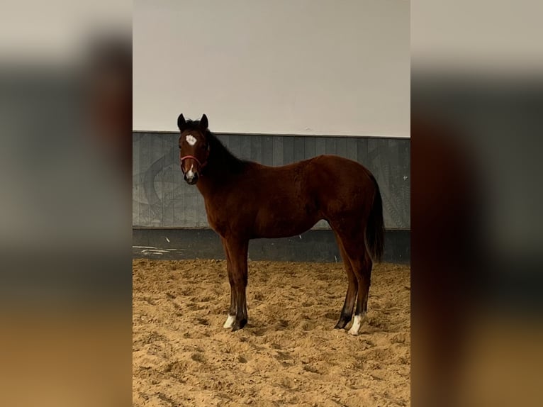 American Quarter Horse Hengst 1 Jaar Bruin in DietzenbachDietzenbach