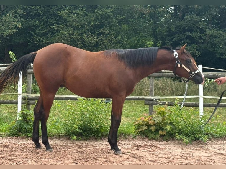 American Quarter Horse Hengst 1 Jaar Bruin in Eurasburg