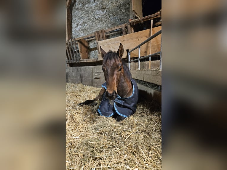 American Quarter Horse Hengst 1 Jaar Bruin in Klagenfurt,09.Bez.:Annabichl