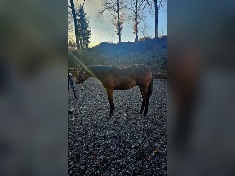 American Quarter Horse Hengst 1 Jaar Bruin in Klagenfurt,09.Bez.:Annabichl