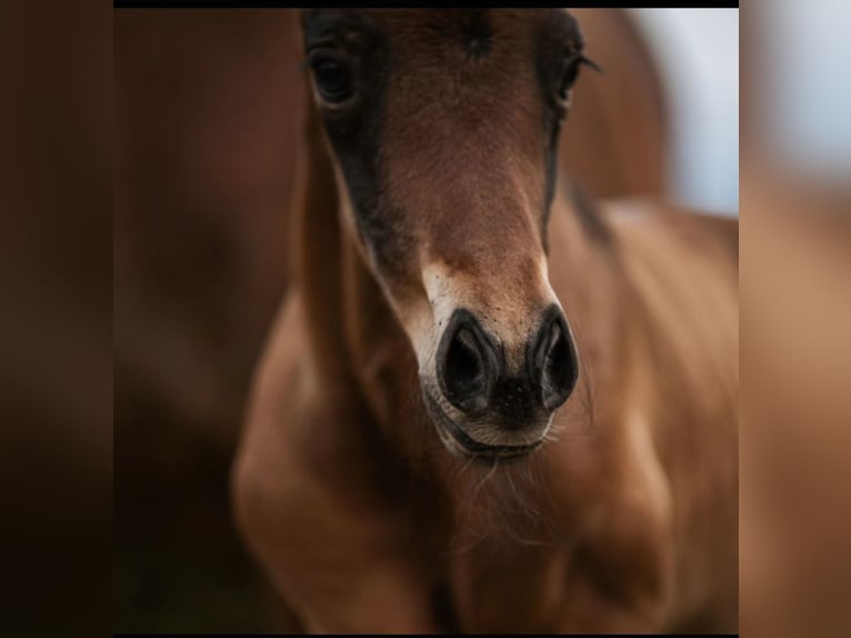 American Quarter Horse Hengst 1 Jaar Bruin in Klagenfurt,09.Bez.:Annabichl