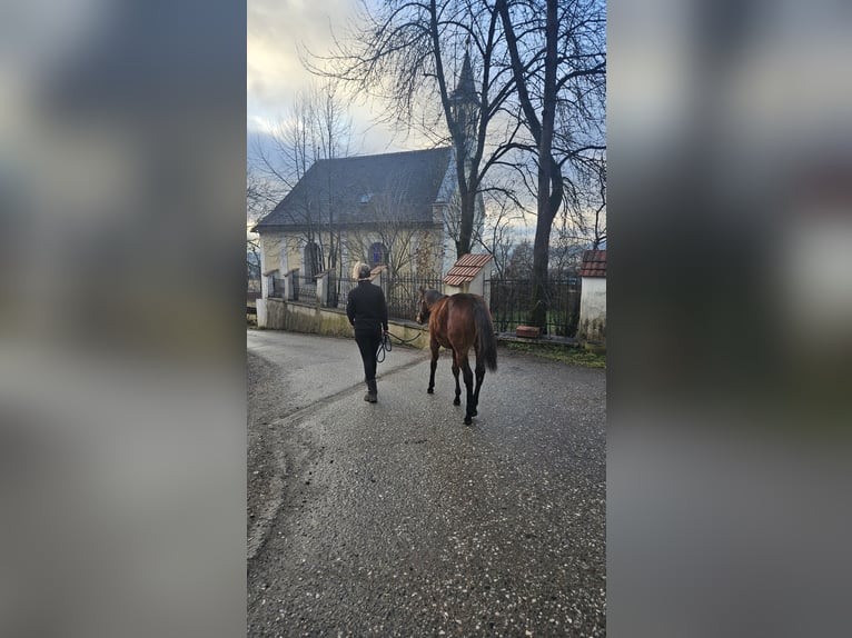 American Quarter Horse Hengst 1 Jaar Bruin in Klagenfurt,09.Bez.:Annabichl