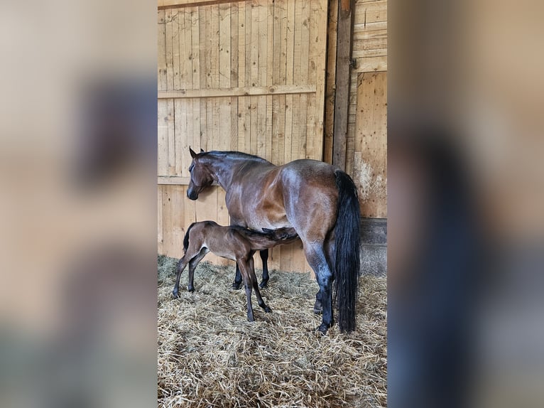 American Quarter Horse Hengst 1 Jaar Bruin in Klagenfurt,09.Bez.:Annabichl