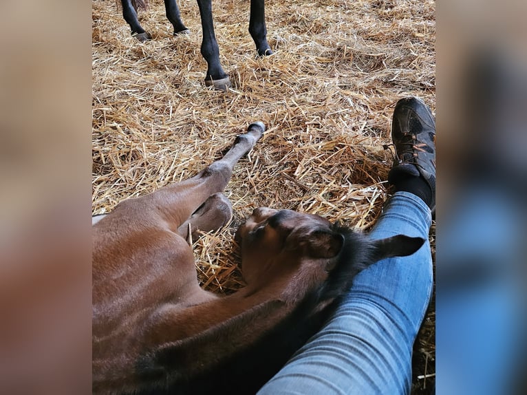 American Quarter Horse Hengst 1 Jaar Bruin in Klagenfurt,09.Bez.:Annabichl