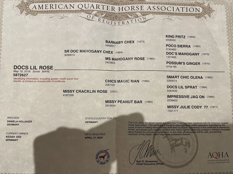 American Quarter Horse Hengst 1 Jaar Bruin in Laichingen Suppingen