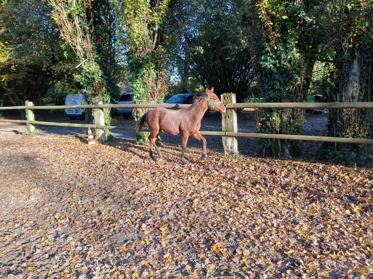 American Quarter Horse Hengst 1 Jaar Bruin in Martellago