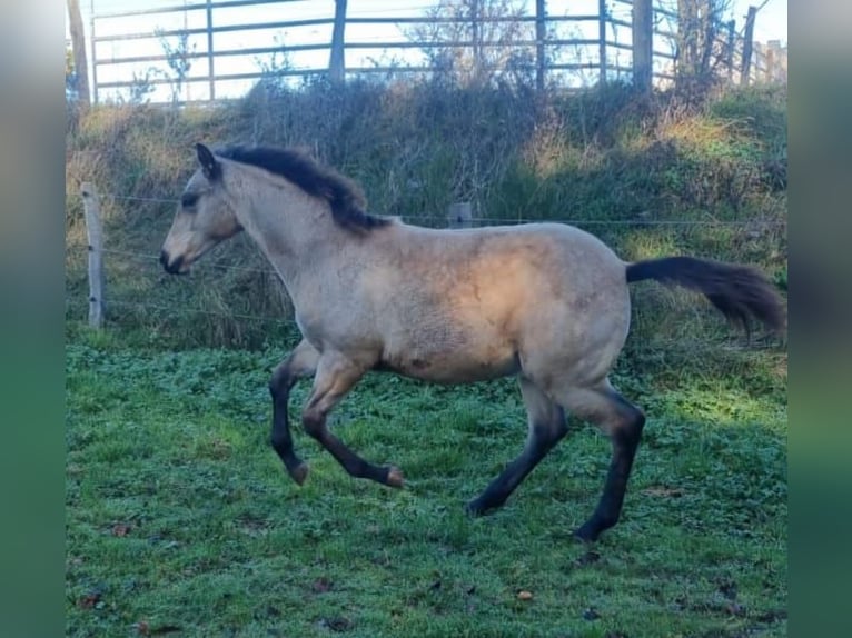 American Quarter Horse Hengst 1 Jaar Buckskin in Auw Bei Prüm