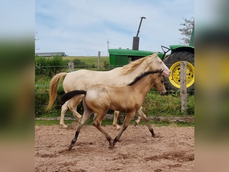 American Quarter Horse Hengst 1 Jaar Buckskin in Auw Bei Prüm