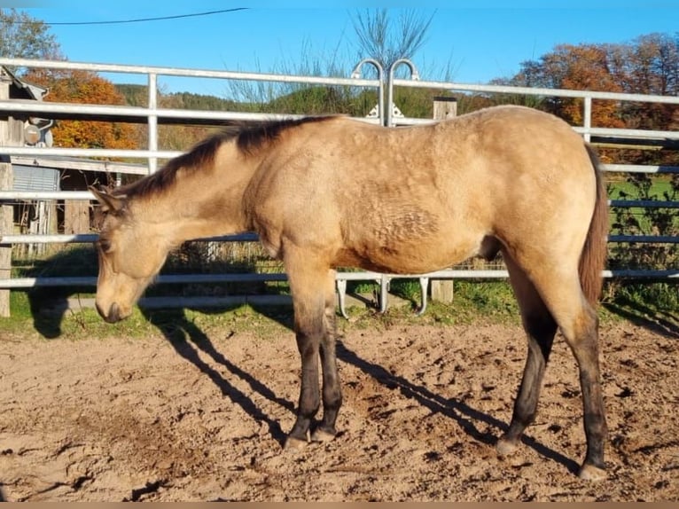 American Quarter Horse Hengst 1 Jaar Buckskin in Auw Bei Prüm