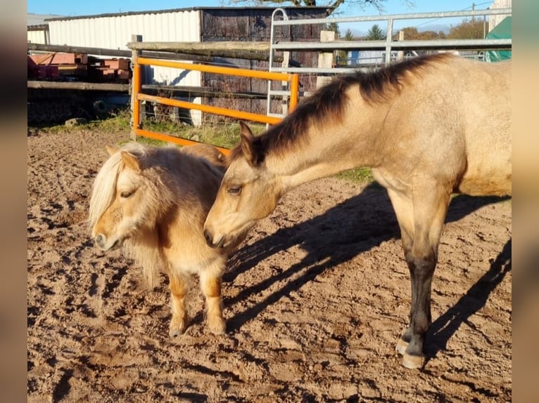 American Quarter Horse Hengst 1 Jaar Buckskin in Auw Bei Prüm