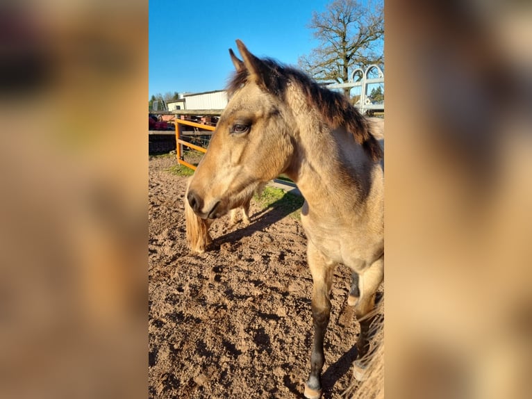 American Quarter Horse Hengst 1 Jaar Buckskin in Auw Bei Prüm