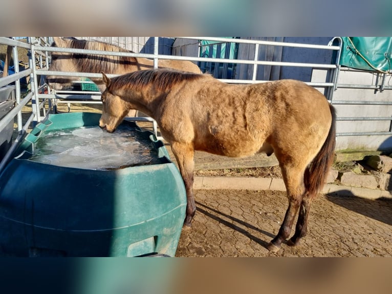 American Quarter Horse Hengst 1 Jaar Buckskin in Auw Bei Prüm