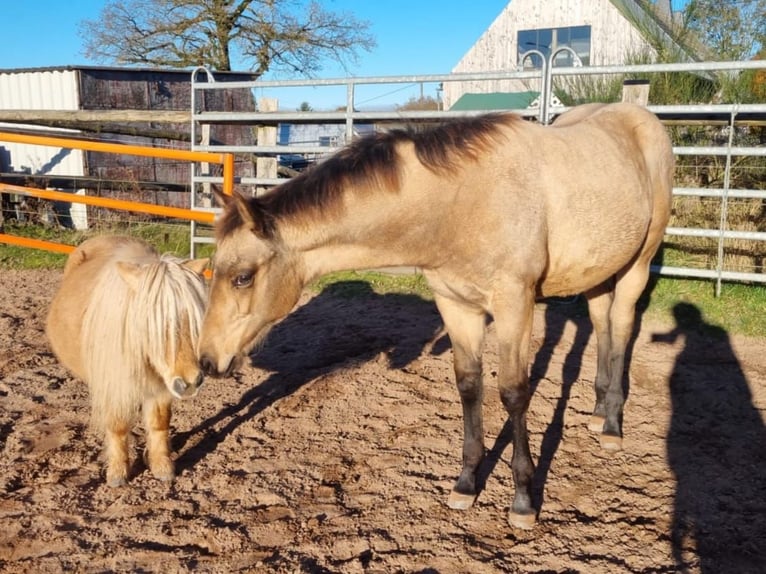 American Quarter Horse Hengst 1 Jaar Buckskin in Auw Bei Prüm