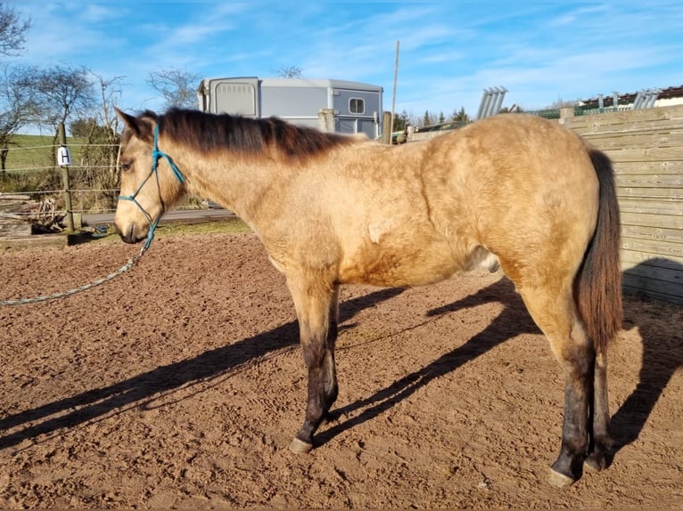 American Quarter Horse Hengst 1 Jaar Buckskin in Auw Bei Prüm